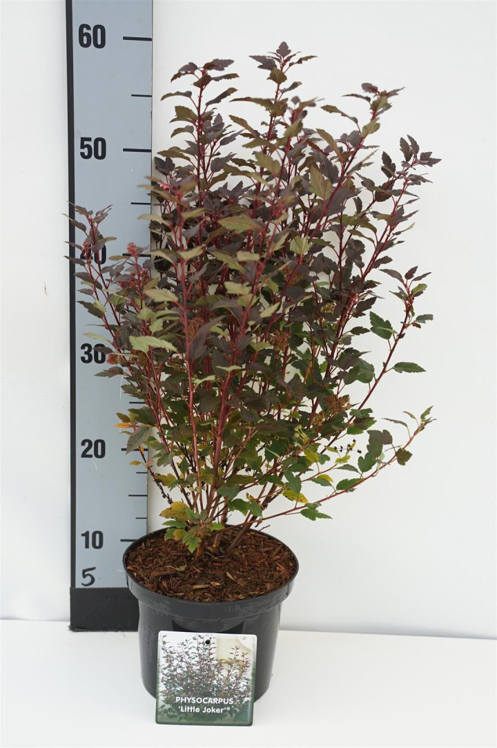 Pūslenis putinalapis (Lot Physocarpus op.) 'Little Joker' C2/P17 20-30 CM