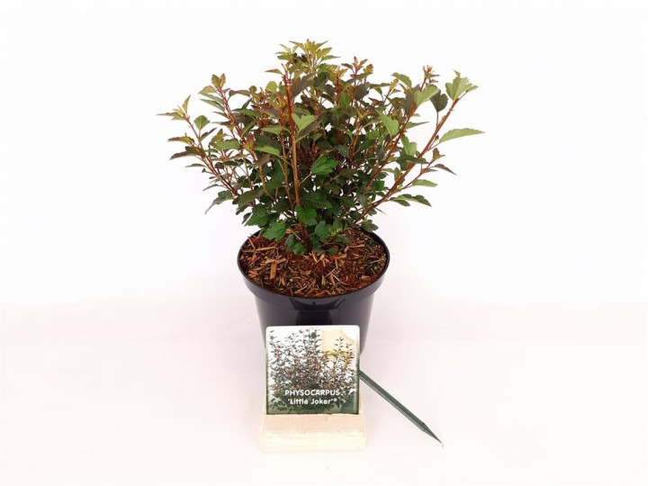 Pūslenis putinalapis (Lot Physocarpus op.) 'Little Joker' C2/P17 20-30 CM