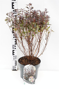 Pūslenis putinalapis (Lot Physocarpus op.) 'Little Joker' C3/P19 30-40 CM | PŪSLENIAI | KRŪMAI