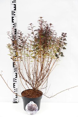 Pūslenis putinalapis (Lot Physocarpus op.) 'Little Joker' C3/P19 40-50 CM