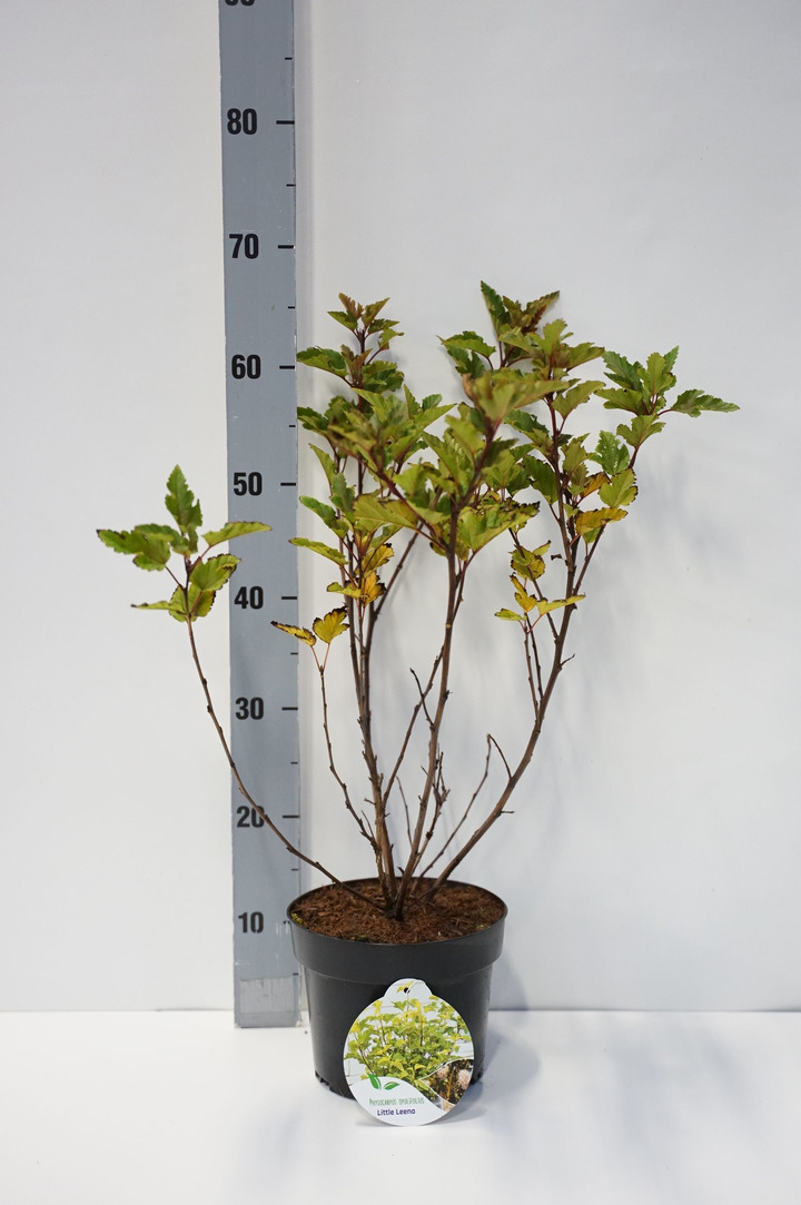 Pūslenis putinalapis (Lot Physocarpus op.) 'Little Leena' C3/P19 30-40 CM | PŪSLENIAI | KRŪMAI