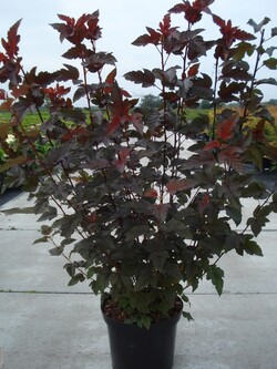 Pūslenis putinalapis (Lot Physocarpus op.) 'Lady in Red' C12 80-100 CM | PŪSLENIAI | KRŪMAI