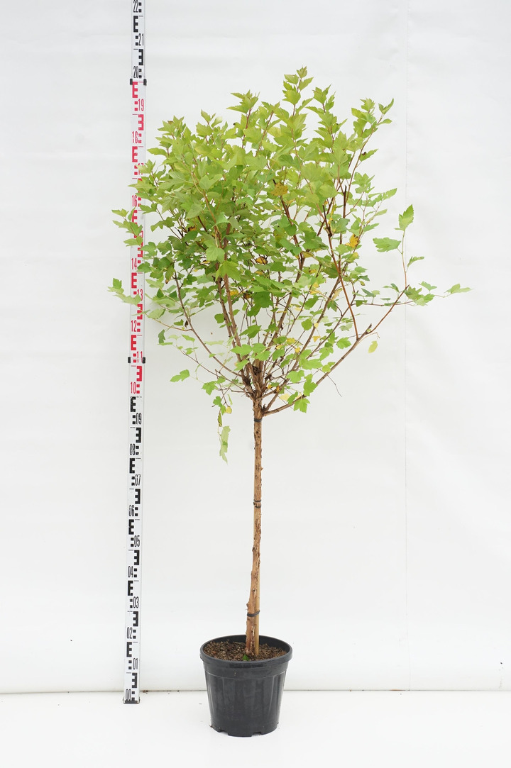 Pūslenis putinalapis (Lot Physocarpus op.) 'Luteus' C10 KOTAS 90 CM | PŪSLENIAI | KRŪMAI