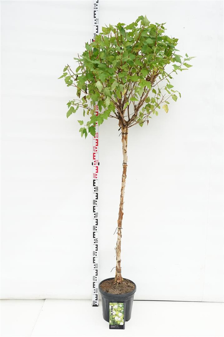Pūslenis putinalapis (Lot Physocarpus op.) 'Luteus' C10 KOTAS 120 CM | PŪSLENIAI | KRŪMAI