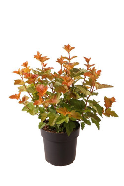 Pūslenis putinalapis (Lot Physocarpus op.) 'Magic Ball' C5/P23 40-50 CM