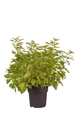 Pūslenis putinalapis (Lot Physocarpus op.) 'Nugget' C4/P21 50-60 CM - nuotrauka 1