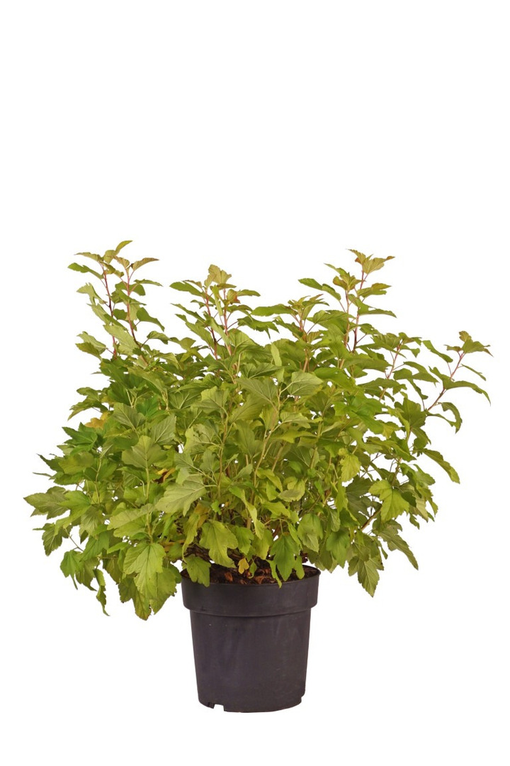 Pūslenis putinalapis (Lot Physocarpus op.) 'Nugget' C4/P21 50-60 CM | PŪSLENIAI | KRŪMAI