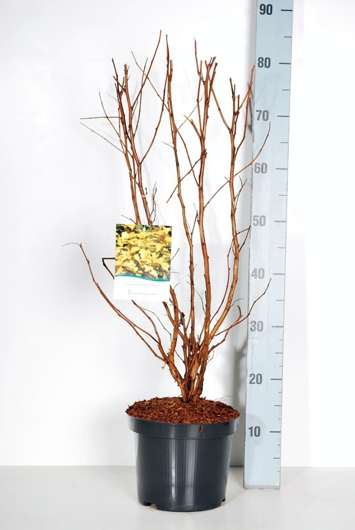 Pūslenis putinalapis (Lot Physocarpus op.) 'Nugget' C4/P21 50-60 CM | PŪSLENIAI | KRŪMAI