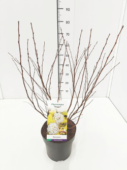 Pūslenis putinalapis (Lot Physocarpus op.) 'Nugget' C5/P23 50-60 CM