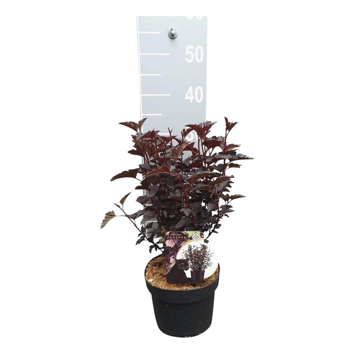 Pūslenis putinalapis (Lot Physocarpus opul.) 'Panther' C3/P19 30-40 CM | PŪSLENIAI | KRŪMAI