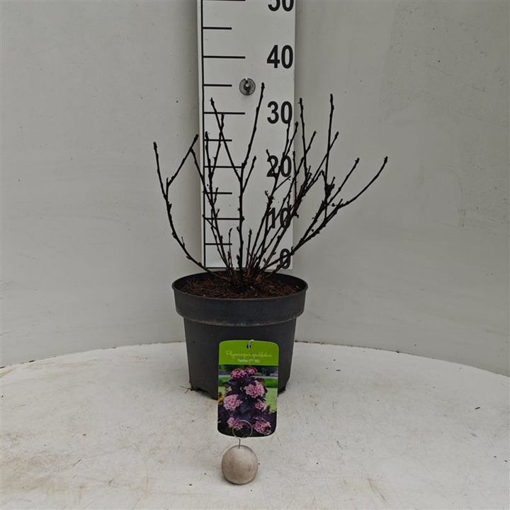 Pūslenis putinalapis (Lot Physocarpus opul.) 'Panther' C5/P23 40-60 CM