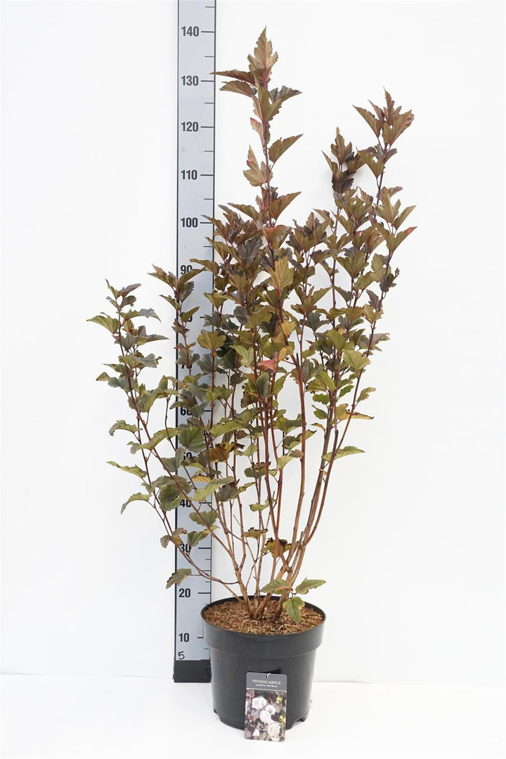 Pūslenis putinalapis (Lot Physocarpus op.) 'Red Baron' C7,5/P26 80-100 CM