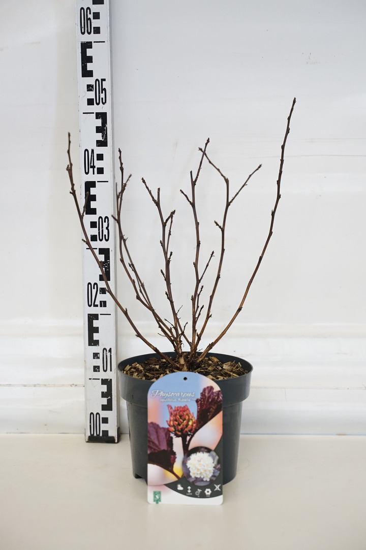 Pūslenis putinalapis (Lot Physocarpus op.) 'Rubella' C3/P19 30-40 CM