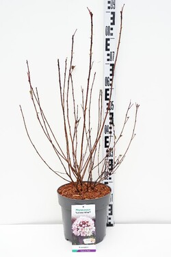 Pūslenis putinalapis (Lot Physocarpus op.) 'Summer Wine' C5/P23 50-60 CM | PŪSLENIAI | KRŪMAI