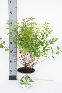 Pūslenis putinalapis (Lot Physocarpus op.) 'Tiny Wine Gold' C3/P19 35-40 CM