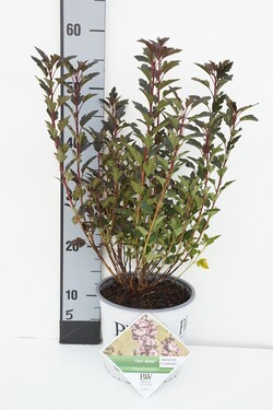 Pūslenis putinalapis (Lot Physocarpus op.) 'Tiny Wine' C3/P19 35-40 CM - nuotrauka 1