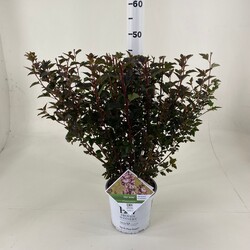 Pūslenis putinalapis (Lot Physocarpus op.) 'Tiny Wine' C3/P19 35-40 CM - nuotrauka 2