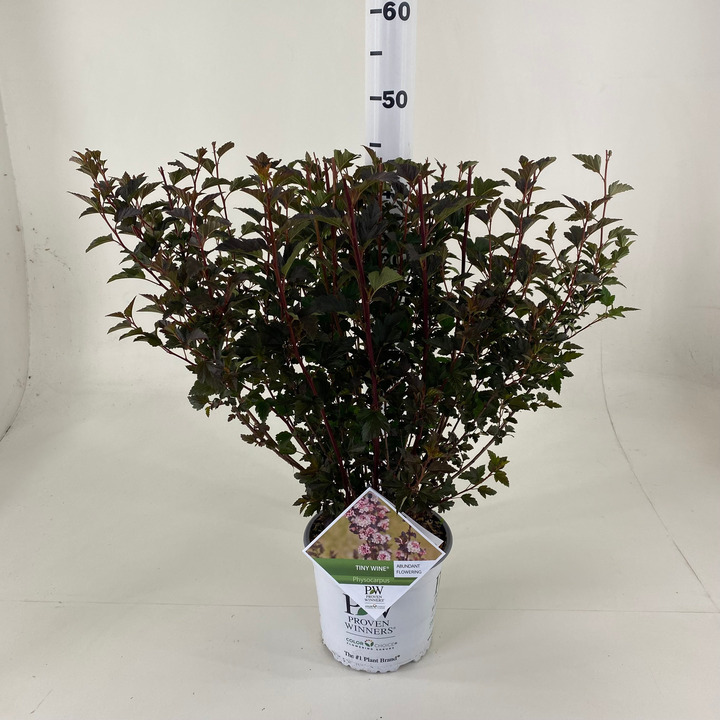 Pūslenis putinalapis (Lot Physocarpus op.) 'Tiny Wine' C3/P19 35-40 CM