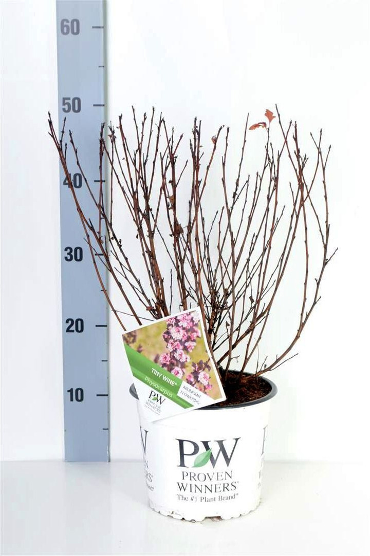 Pūslenis putinalapis (Lot Physocarpus op.) 'Tiny Wine' C3/P19 40-50 CM | PŪSLENIAI | KRŪMAI