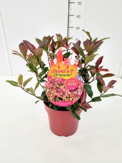 Fotinija (Lot Photinia fraseri) 'Devil's Dream' C4/P21 - nuotrauka 1