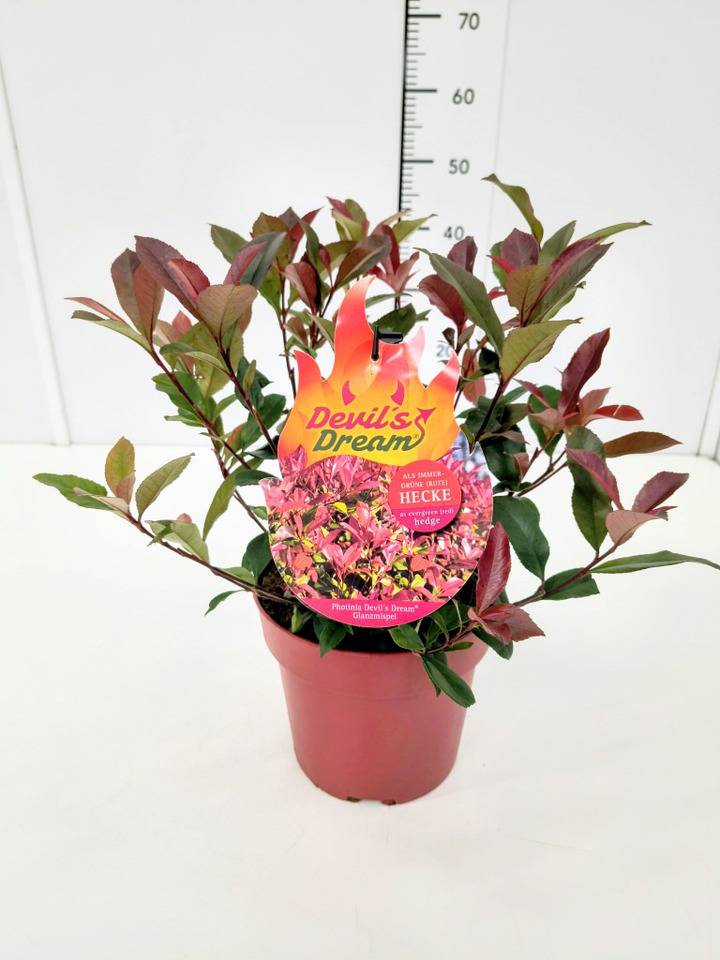 Fotinija (Lot Photinia fraseri) 'Devil's Dream' C4/P21 | FOTINIJOS | KRŪMAI
