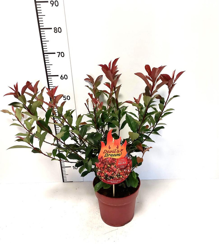 Fotinija (Lot Photinia fraseri) 'Devil's Dream' C4/P21 | FOTINIJOS | KRŪMAI