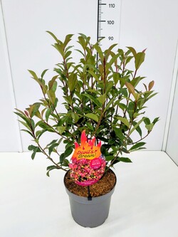Fotinija (Lot Photinia fraseri) 'Devil's Dream' C7,5/P26 60-80 CM