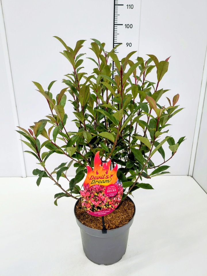 Fotinija (Lot Photinia fraseri) 'Devil's Dream' C7,5/P26 60-80 CM