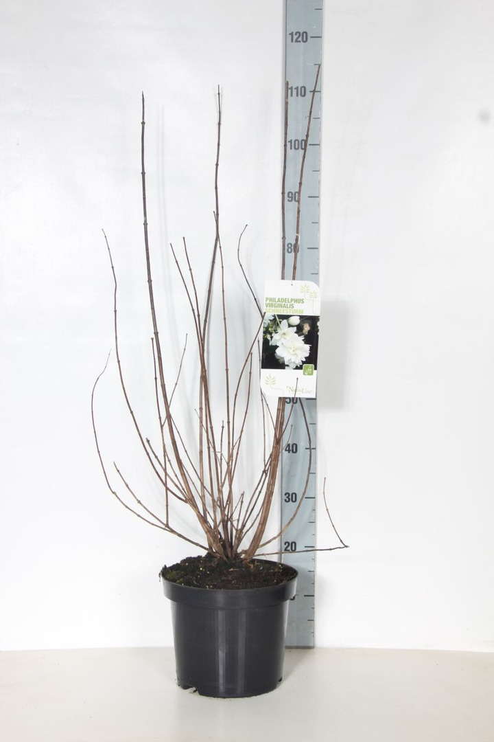 Jazminas (Lot Philadelphus) 'Schneesturm' C7,5/P26 80-100 CM