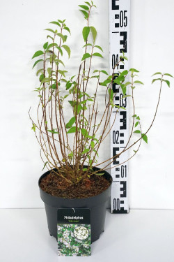 Jazminas (Lot Philadelphus) 'Silberregen' C3/P19 30-40 CM