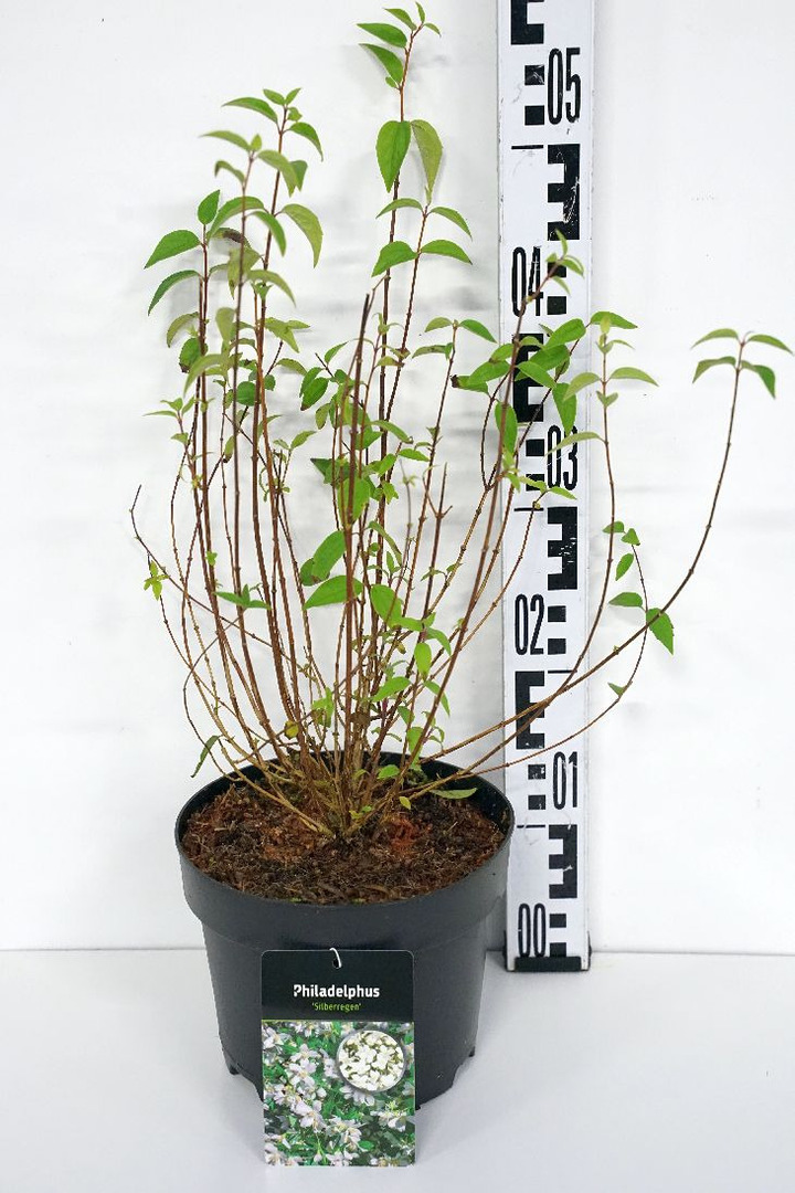 Jazminas (Lot Philadelphus) 'Silberregen' C3/P19 30-40 CM
