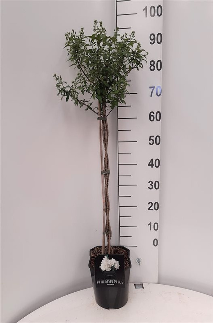 Jazminas (Lot Philadelphus) 'Snowbelle' C4,5/P22 STIEBAS 60 CM | JAZMINAI | KRŪMAI