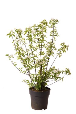 Jazminas (Lot Philadelphus) 'Snowgoose' C4/P21 60-80 CM