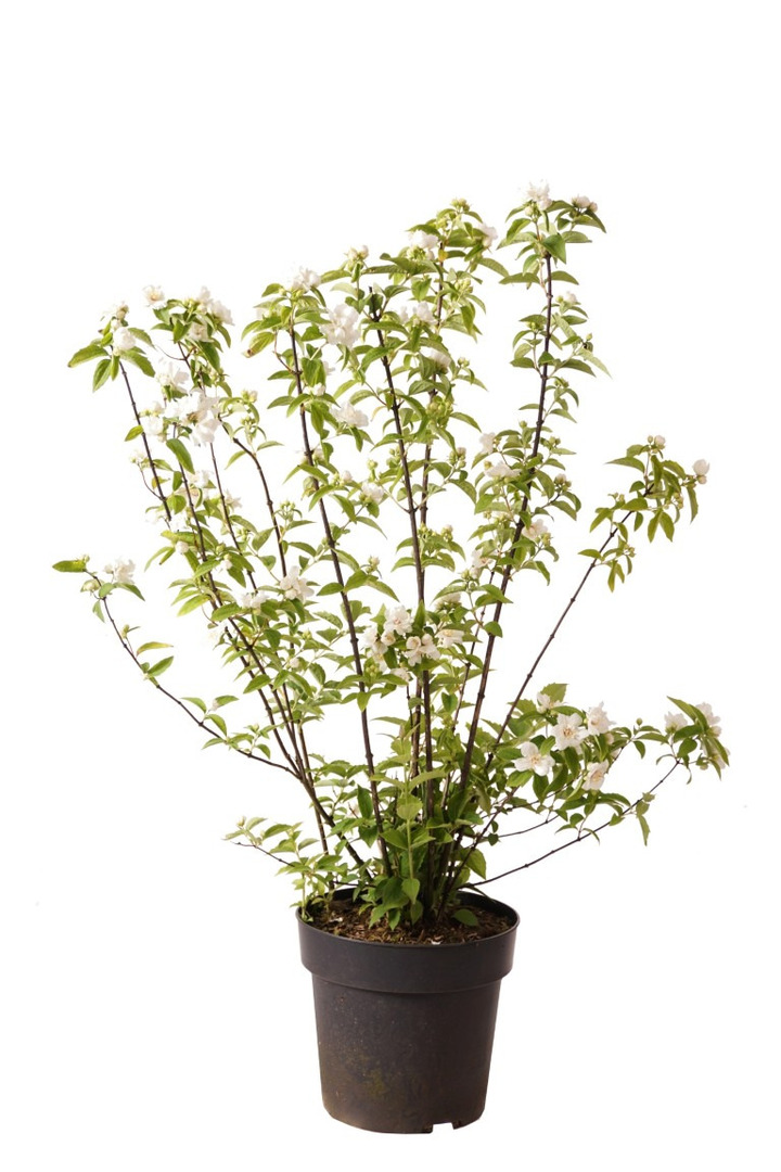 Jazminas (Lot Philadelphus) 'Snowgoose' C4/P21 60-80 CM