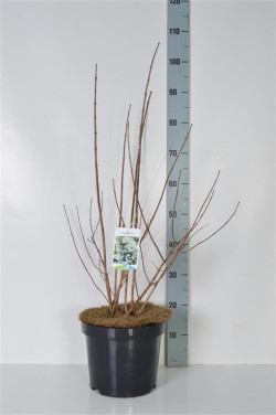 Jazminas (Lot Philadelphus) 'Virginal' C7,5/P26 60-80 CM | JAZMINAI | KRŪMAI