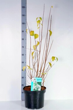 Jazminas (Lot Philadelphus) 'Virginal' C10 60-80 CM | JAZMINAI | KRŪMAI