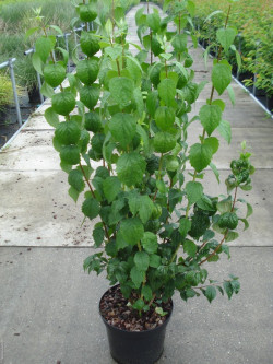 Jazminas (Lot Philadelphus) 'Virginal' C12 100-125 CM | JAZMINAI | KRŪMAI
