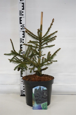 Eglė paprastoji (Lot Picea abies) 'Acrocona' C5/P23 30-40 CM | EGLĖS | SPYGLIUOČIAI