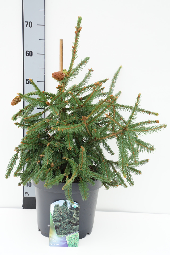 Eglė paprastoji (Lot Picea abies) 'Acrocona' C7,5/P26 40-50 CM | EGLĖS | SPYGLIUOČIAI