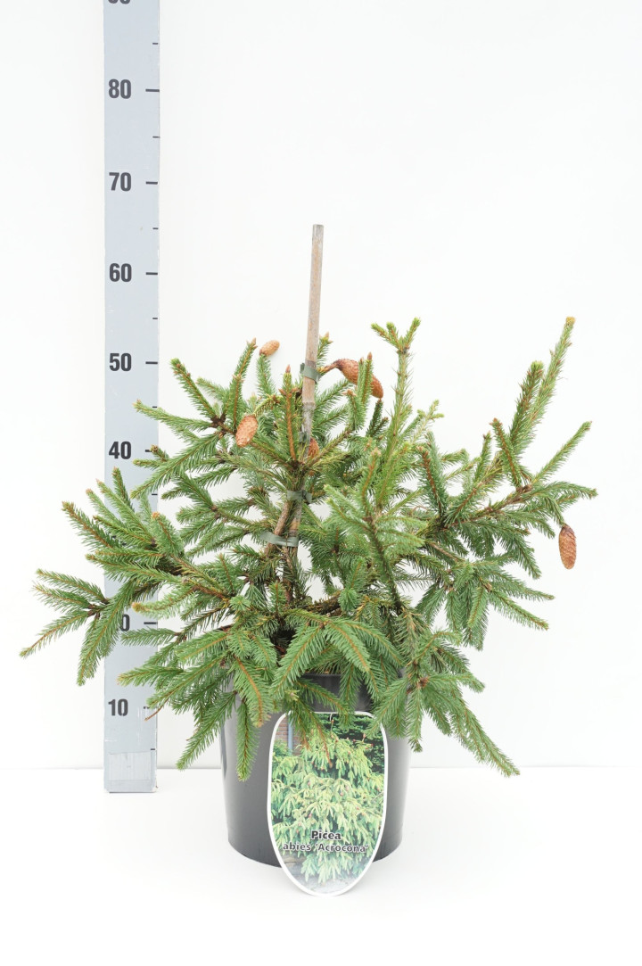 Eglė paprastoji (Lot Picea abies) 'Acrocona' C7,5/P26 40-50 CM *