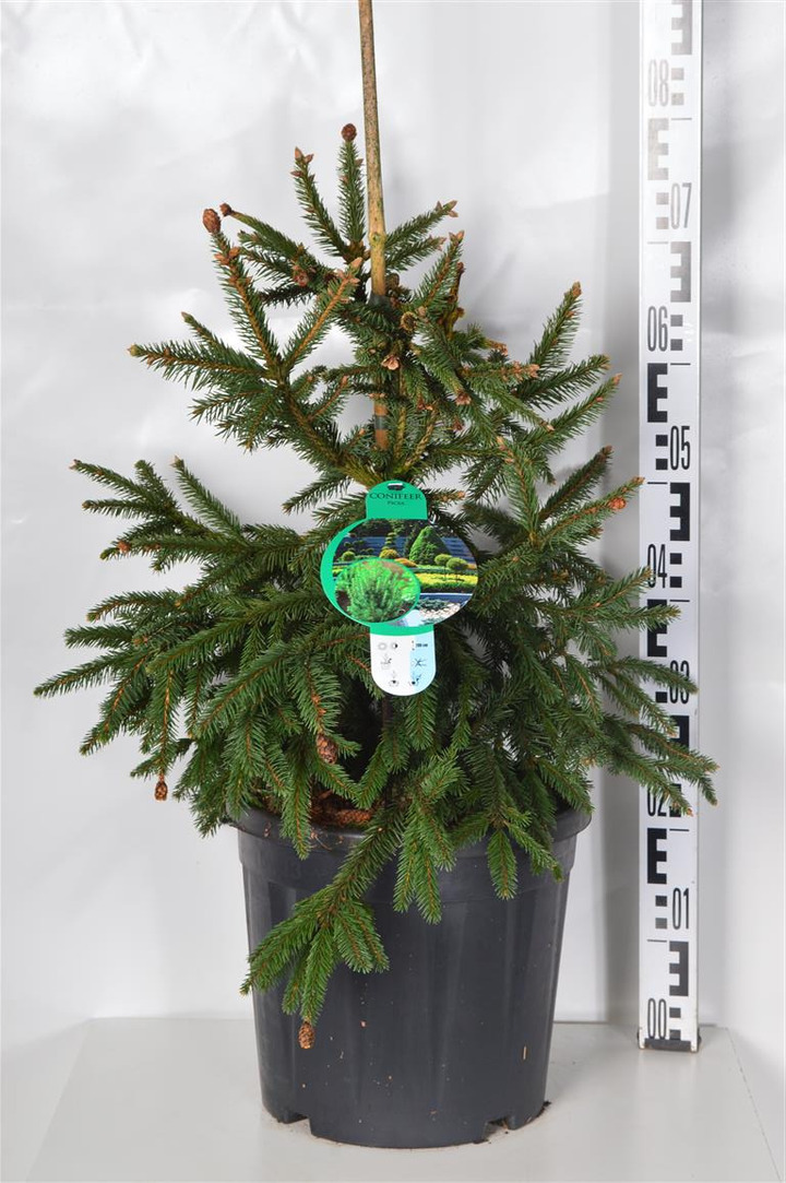 Eglė paprastoji (Lot Picea abies) 'Acrocona' C13 50-60 CM