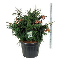 Eglė paprastoji (Lot Picea abies) 'Acrocona' C180 100-125 CM SOL - nuotrauka 1