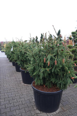 Eglė paprastoji (Lot Picea abies) 'Acrocona' C180 100-125 CM SOL - nuotrauka 2
