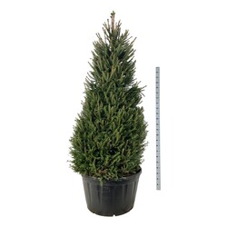 Eglė paprastoji (Lot Picea abies) C285 225-250 CM SOL | EGLĖS | SPYGLIUOČIAI