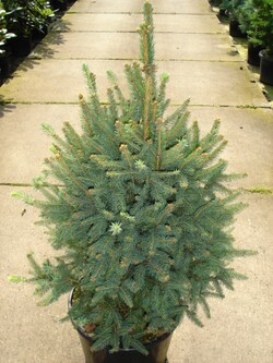 Eglė paprastoji (Lot Picea abies) 'Cupressina' C7,5/P26 60-80 CM