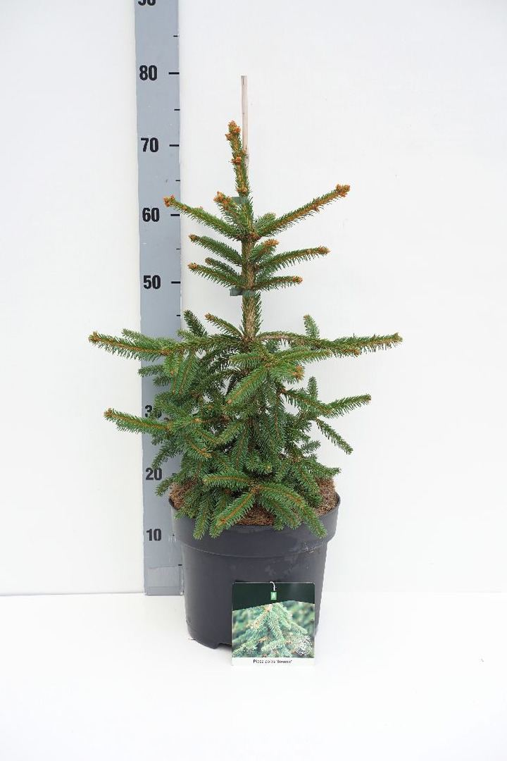 Eglė paprastoji (Lot Picea abies) 'Inversa' C7,5/P26 50-60 CM
