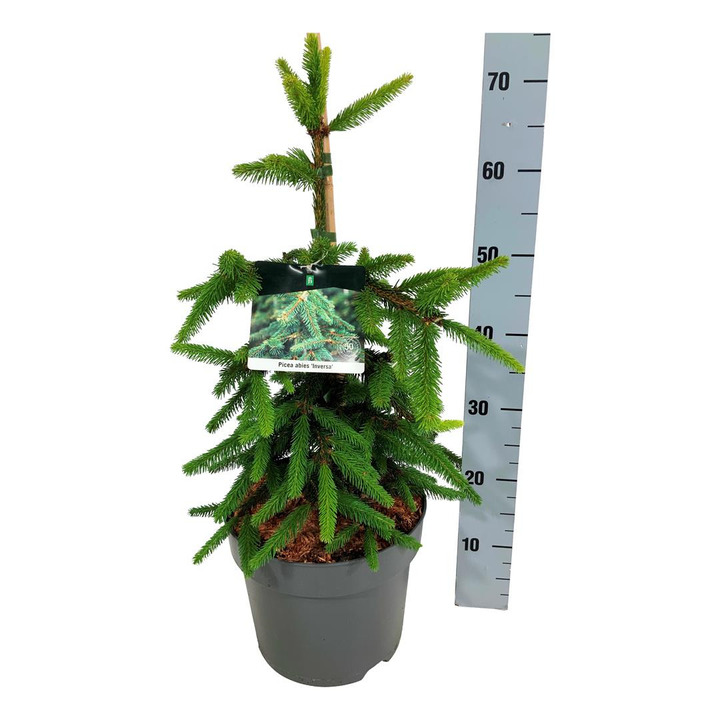 Eglė paprastoji (Lot Picea abies) 'Inversa' C7,5/P26 50-60 CM