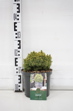 Eglė paprastoji (Lot Picea abies) 'Jalako Gold' C2,5/P18 15-20 CM