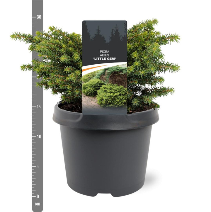 Eglė paprastoji (Lot Picea abies) 'Little Gem' C3/P19 20-25 CM | EGLĖS | SPYGLIUOČIAI