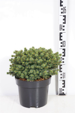 Eglė paprastoji (Lot Picea abies) 'Little Gem' C4/P21 25-30 CM | EGLĖS | SPYGLIUOČIAI
